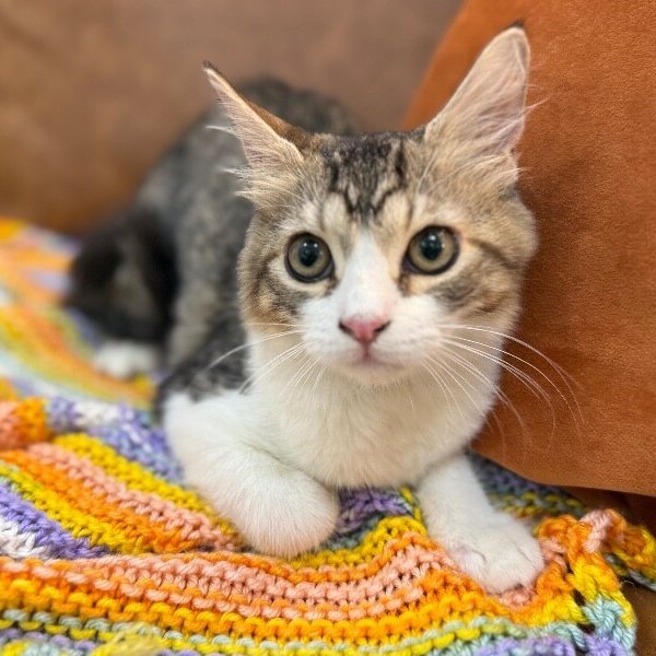 Munchkin Boon, a Tabby cat available for adoption