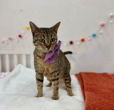 Blythe de la Tabby thumbnail 12