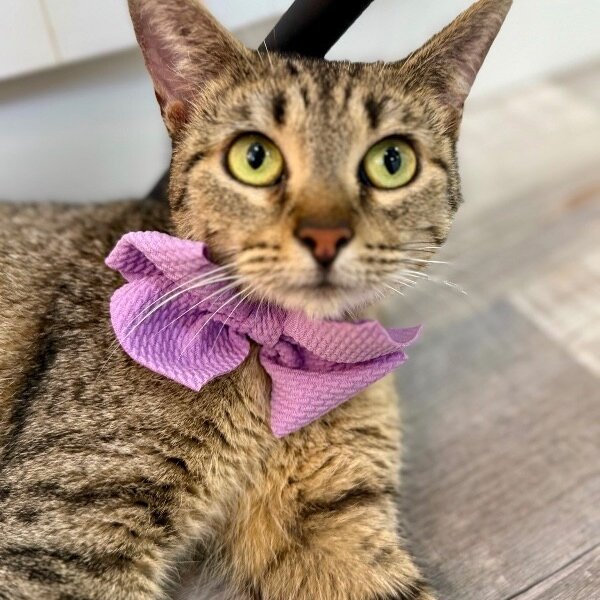 Blythe de la Tabby, a Tabby cat