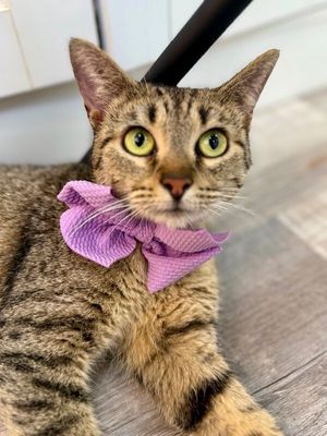 Blythe de la Tabby thumbnail 1