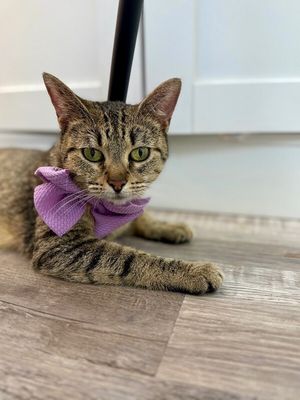 Blythe de la Tabby thumbnail 8