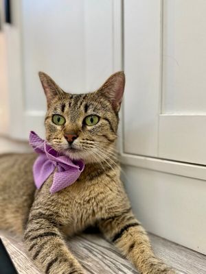 Blythe de la Tabby thumbnail 7