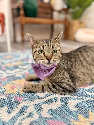 Blythe de la Tabby thumbnail 6