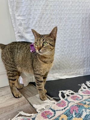 Blythe de la Tabby thumbnail 2