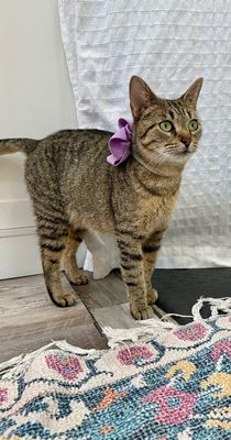 Blythe de la Tabby thumbnail 5