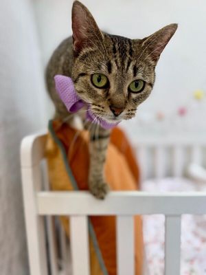 Blythe de la Tabby thumbnail 9