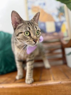Blythe de la Tabby thumbnail 4