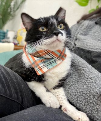 Diego The Plushy Philosopher thumbnail 11