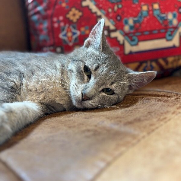 Tango Gentle Heart Blossom, a Tabby cat