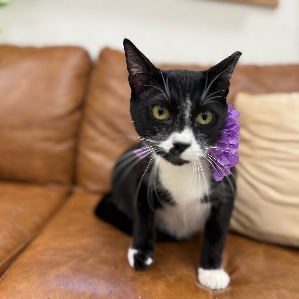 Cookies and Cream, a Tuxedo cat