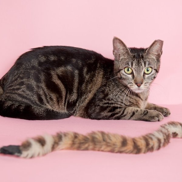 Honey Sweet, a Tabby cat