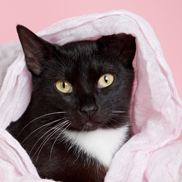 Silky Sweet, a Domestic Short Hair cat