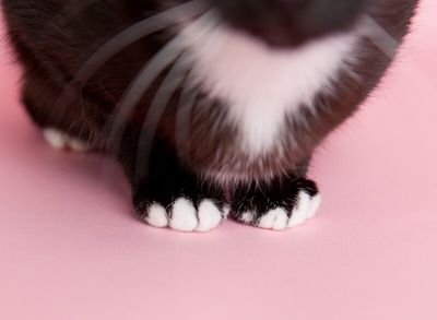 Silky Sweet thumbnail 7