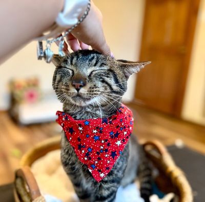 Winston Von Whiskers thumbnail 3