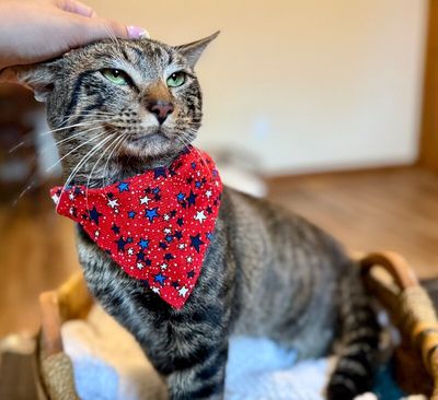 Winston Von Whiskers thumbnail 15