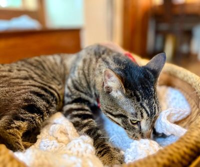 Winston Von Whiskers thumbnail 12