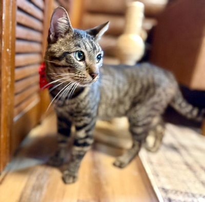 Winston Von Whiskers thumbnail 5