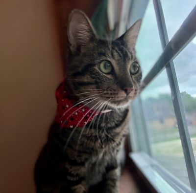 Winston Von Whiskers thumbnail 7