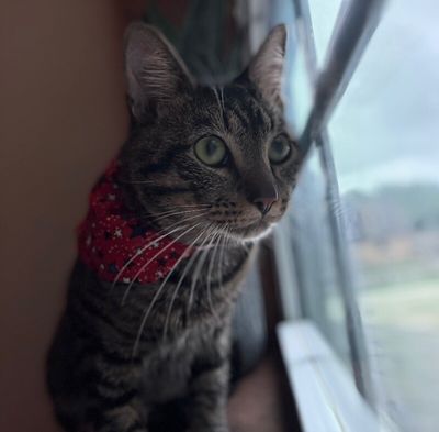Winston Von Whiskers thumbnail 11