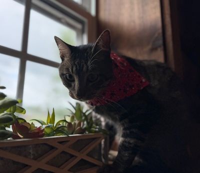 Winston Von Whiskers thumbnail 6