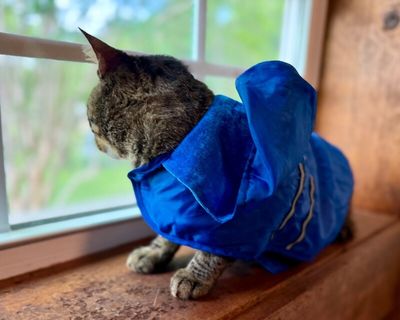 Winston Von Whiskers thumbnail 10