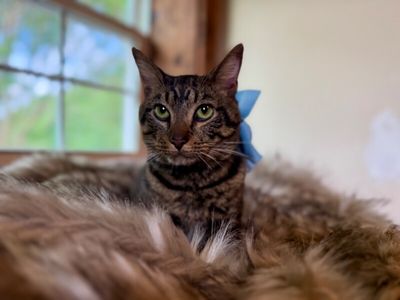 Winston Von Whiskers thumbnail 1