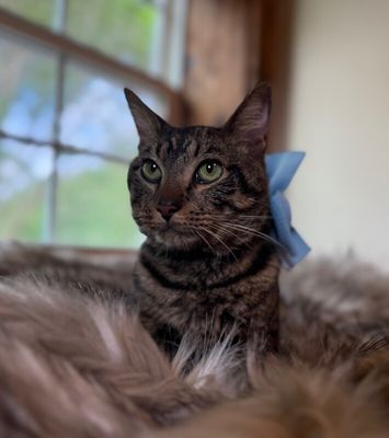 Winston Von Whiskers thumbnail 8