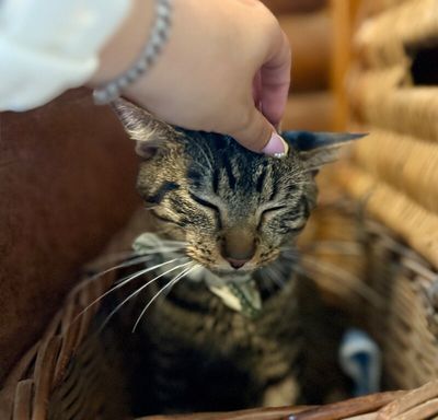 Winston Von Whiskers thumbnail 14
