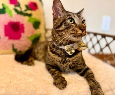 Winston Von Whiskers thumbnail 9