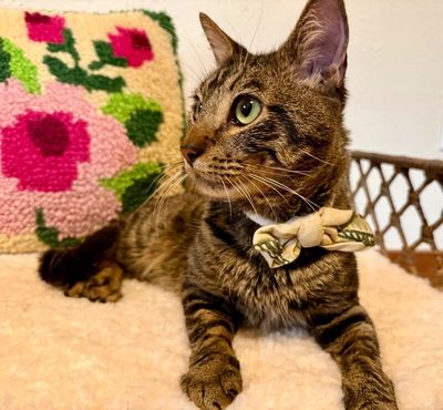 Winston Von Whiskers thumbnail 13
