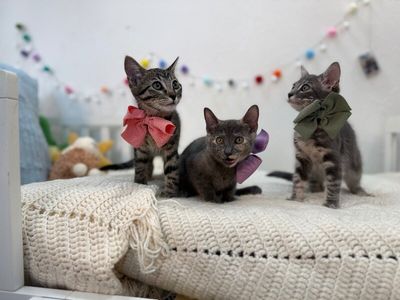 Penelope Von Whiskers thumbnail 12