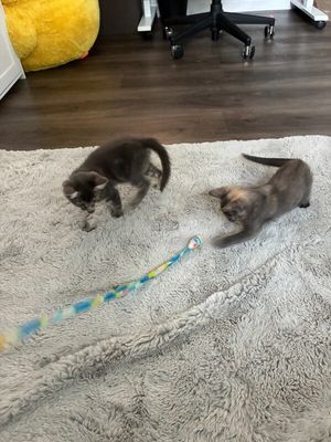 Penelope Von Whiskers thumbnail 5