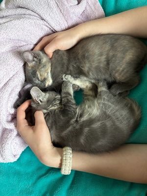 Penelope Von Whiskers thumbnail 9