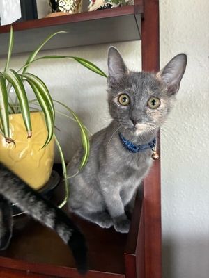 Penelope Von Whiskers thumbnail 7