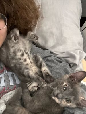 Penelope Von Whiskers thumbnail 14