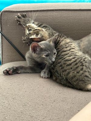 Penelope Von Whiskers thumbnail 11