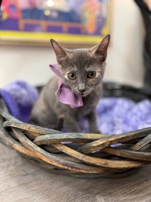 Penelope Von Whiskers thumbnail 1