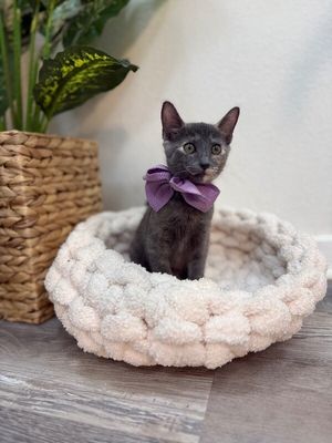 Penelope Von Whiskers thumbnail 2