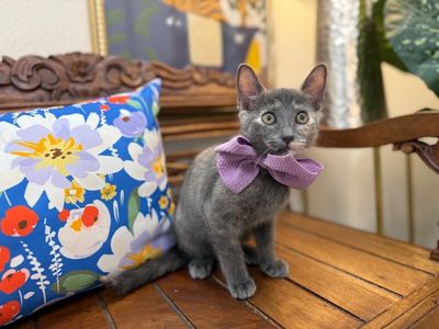 Penelope Von Whiskers thumbnail 15