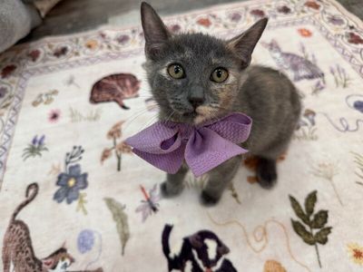 Penelope Von Whiskers thumbnail 13
