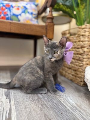 Penelope Von Whiskers thumbnail 3