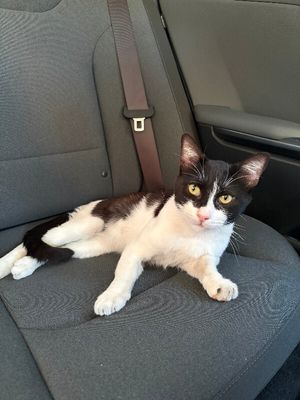 Sylvester The Brave thumbnail 2