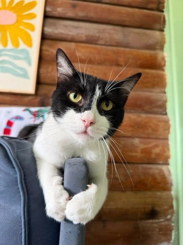 Sylvester The Brave - Photo 1