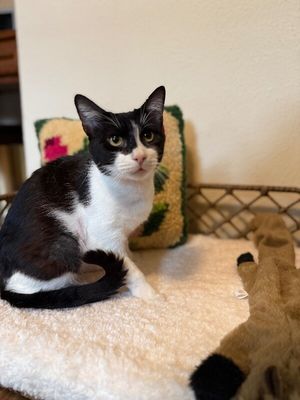 Sylvester The Brave thumbnail 10