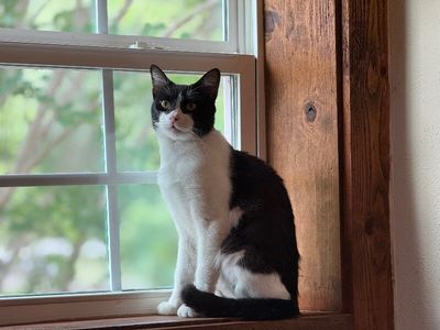 Sylvester The Brave thumbnail 6