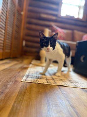 Sylvester The Brave thumbnail 8