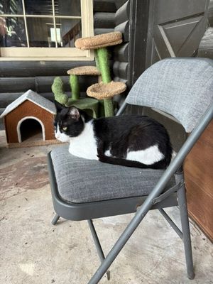Sylvester The Brave thumbnail 5