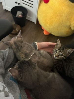 Olivia Von Whiskers thumbnail 7