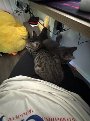 Olivia Von Whiskers thumbnail 11