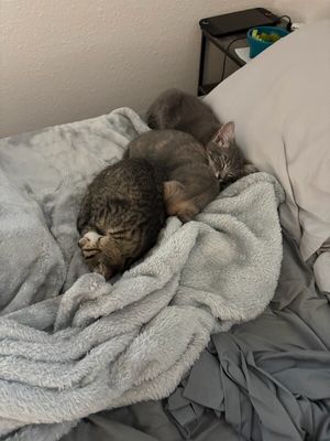 Olivia Von Whiskers thumbnail 13